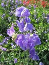 Sweet Pea Mammoth Mid Blue 4&quot;