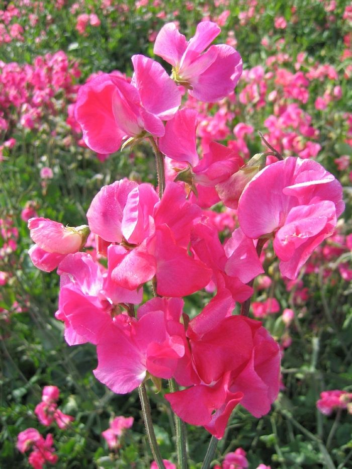 Sweet Pea Mammoth Deep Rose 4&quot;