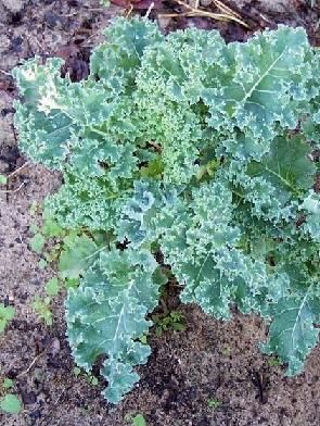 Kale &#39;Blue Ridge&#39; 2 cell pack