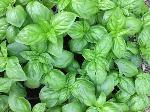 Basil 'Genovese Lettuce Leaf', Size: 6"