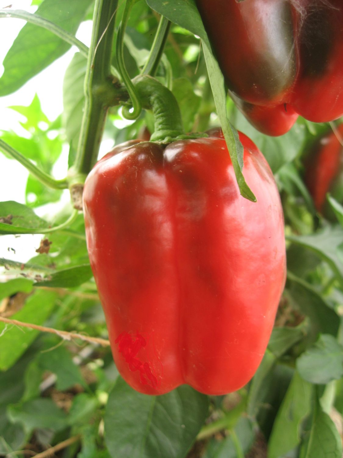 Pepper Lady Bell 2 cell (sweet)