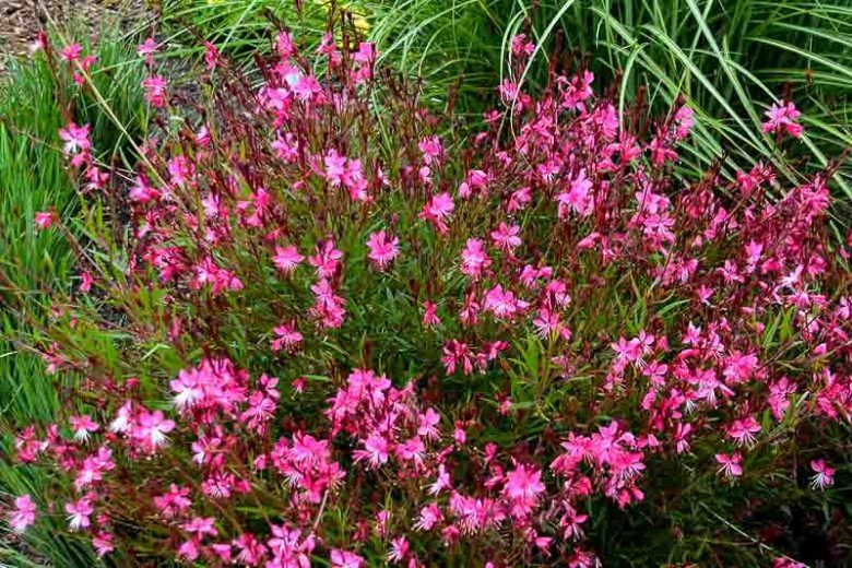 Gaura &#39;Belleza Dark Pink&#39; 1 qt