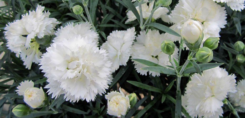 Dianthus Early Bird Frosty 1 gal