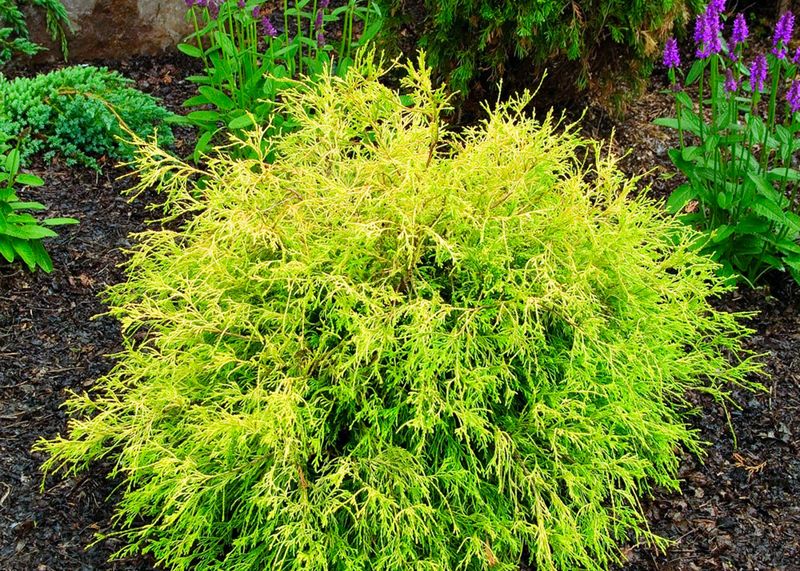 False Cyrpress &#39;Gold Mop&#39; - 3 gal