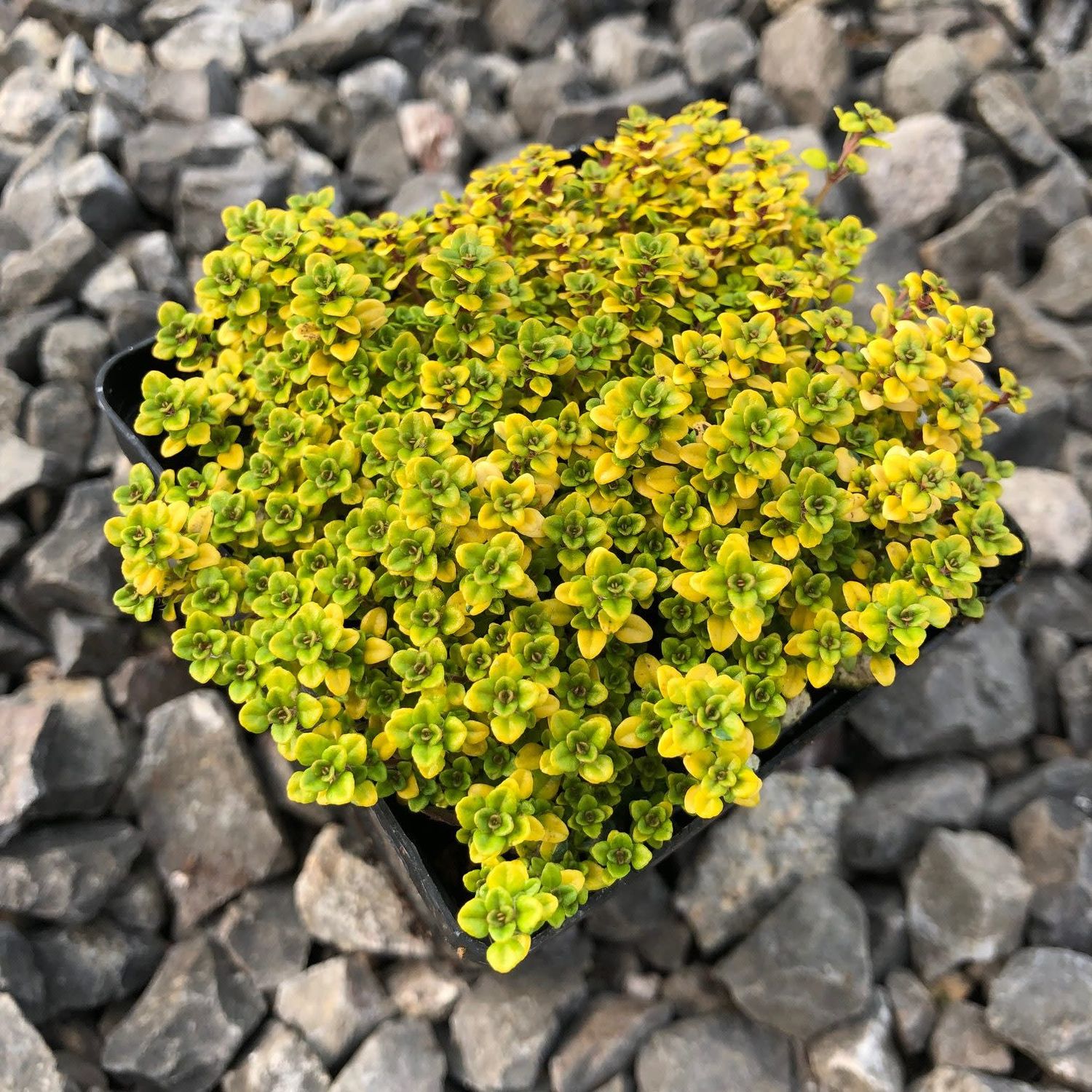Thyme &#39;Golden Lemon&#39; 1 qt