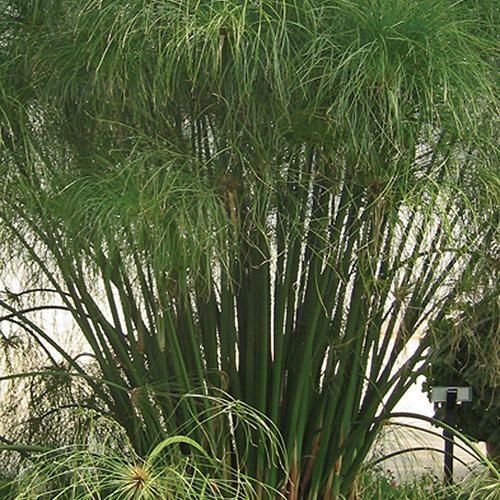 Annual Grass: King Tut' 1 gal PW