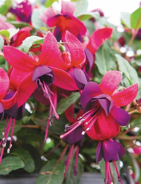 Fuchsia - 4&quot; Soila