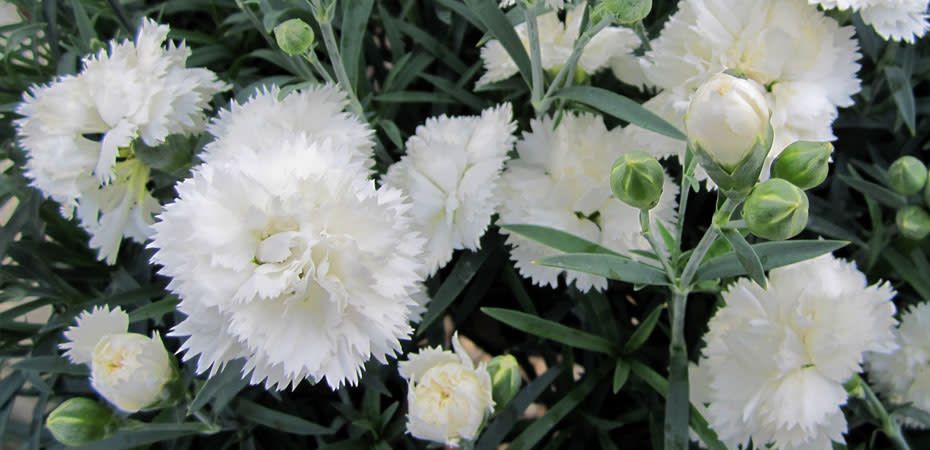 Dianthus Early Bird Frosty 1 qt