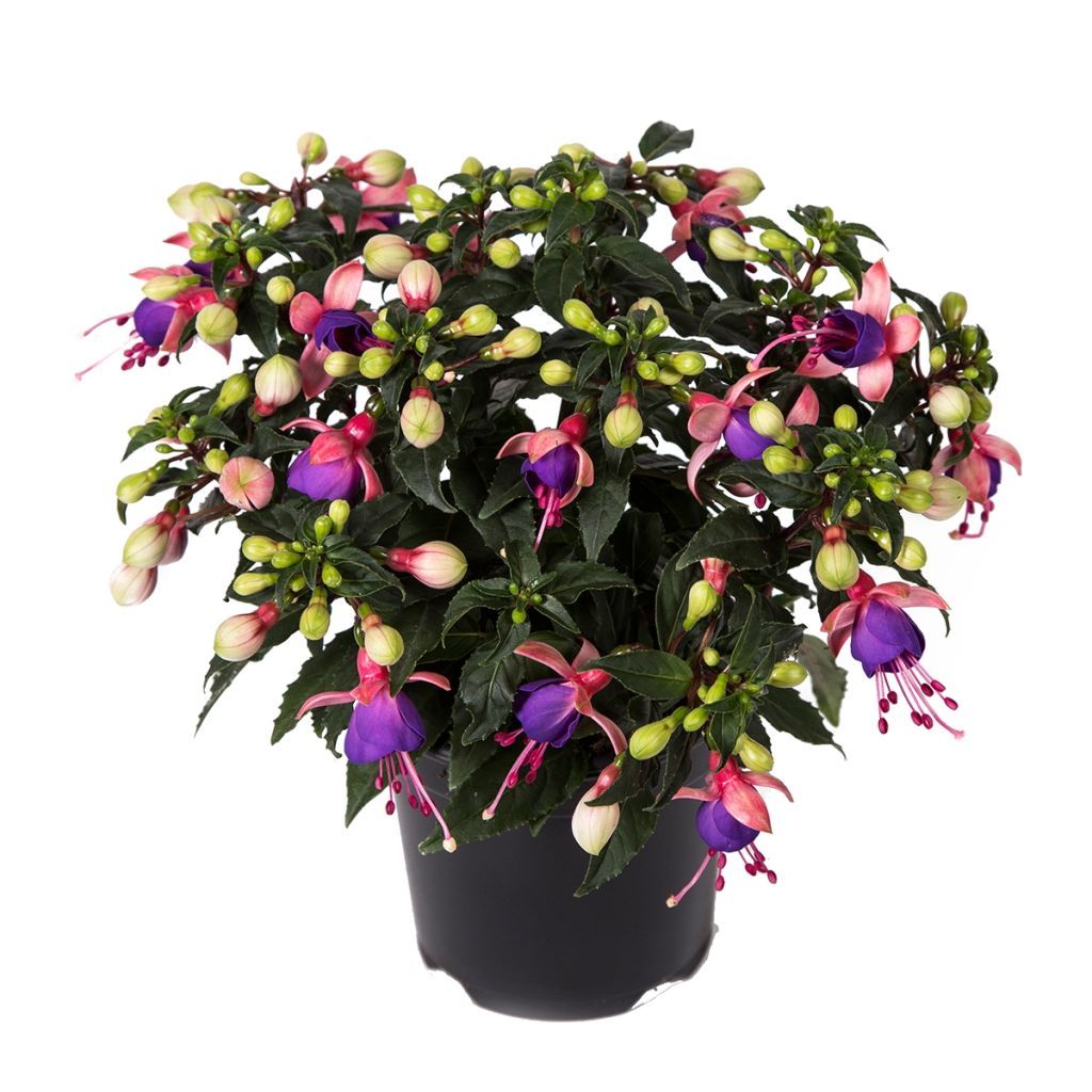 Fuchsia - 4&quot; Mariska