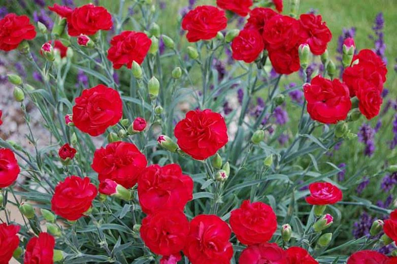 Dianthus &#39;Passion&#39; 1 qt