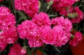 Dianthus &#39;Early Bird Sherbet&#39; 1 gal