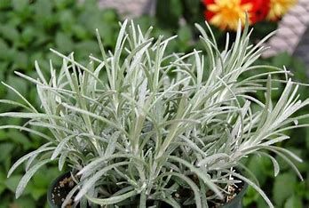 Licorice Helichrysum &#39;Silver Threads&#39; 4&quot;