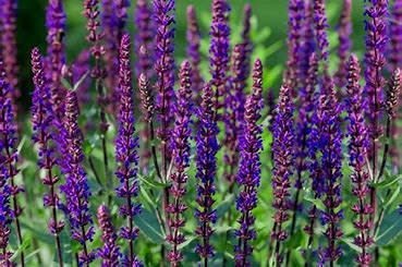Perennial Sage &#39;Salvia Caradonna&#39; 1 qt