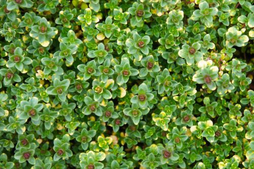 Thyme &#39;Doone Valley&#39; 1 qt