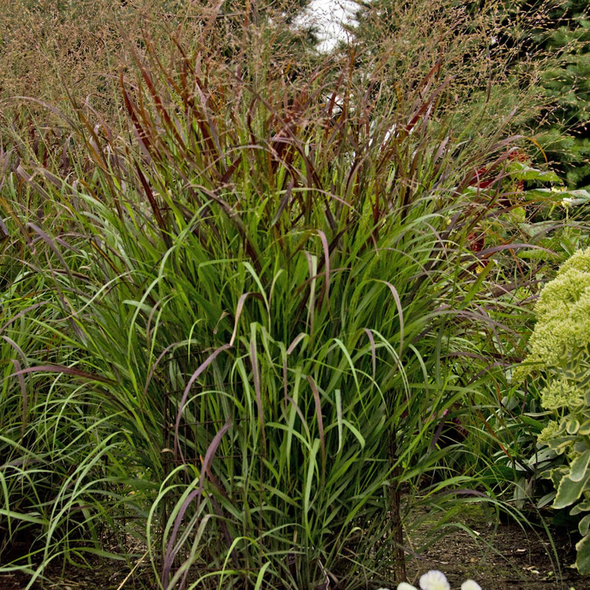 Switch Grass &#39;Panicum Cheyenne Sky&#39; 3 gal PW