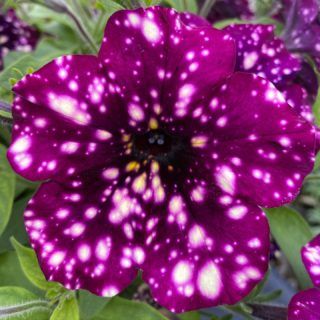 Petunia &#39;Magenta Mambo&#39; - 4&quot;