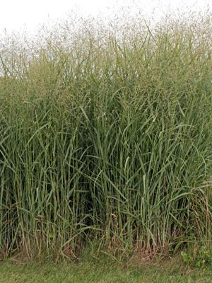 Switch Grass &#39;Panicum Virgatum&#39; 1 gal (native)