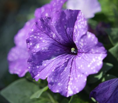 Petunia &#39;Moonwalk&#39; - 4&quot;