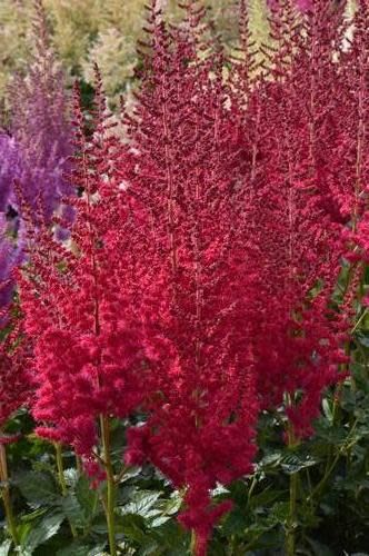 Astilbe &#39;Hot Pearls&#39; 2 gal