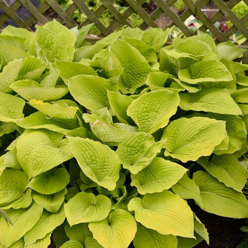 Hosta &#39;Coast to Coast&#39; 8in PW