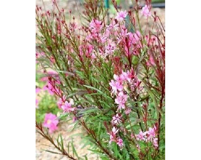 Gaura 'Graceful Pink' 4"