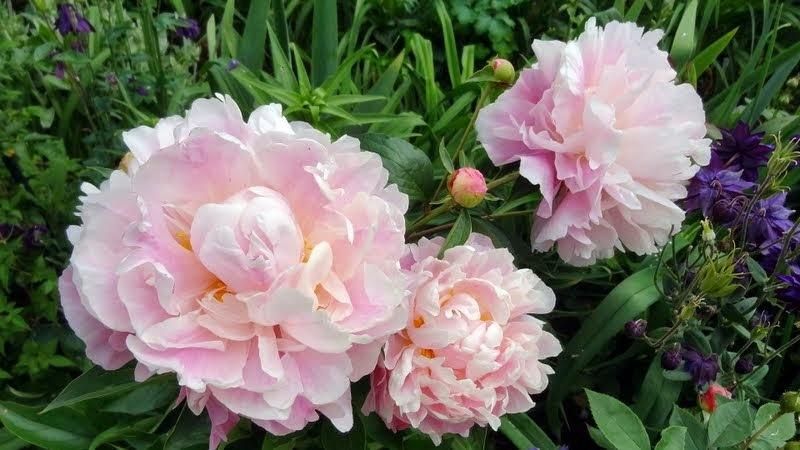 Peony &#39;Catharina Fontijn&#39; 2 gal