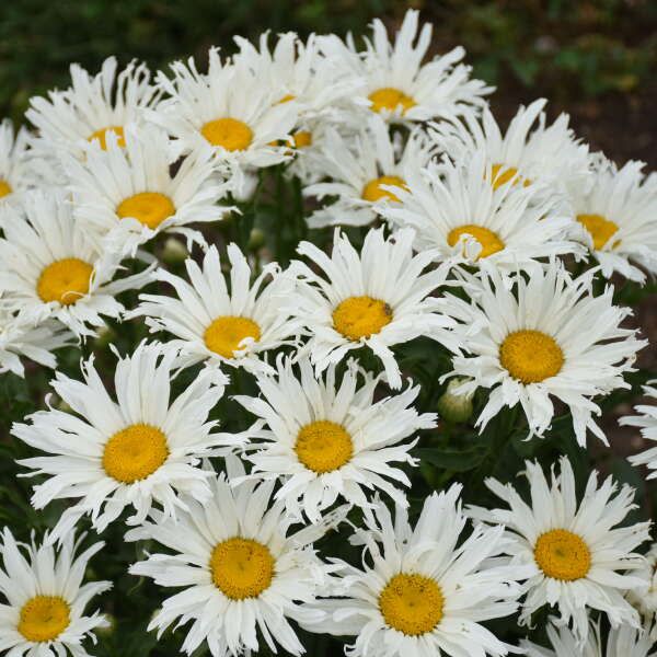 Leucanthemum &#39;Spun Silk&#39; Shasta Daisy 2 gal PW