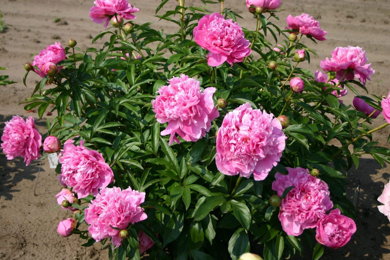Peony &#39;Dr. Alexander Fleming&#39; 2 gal