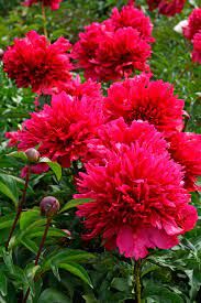 Peony &#39;Many Happy Returns&#39; 2 gal