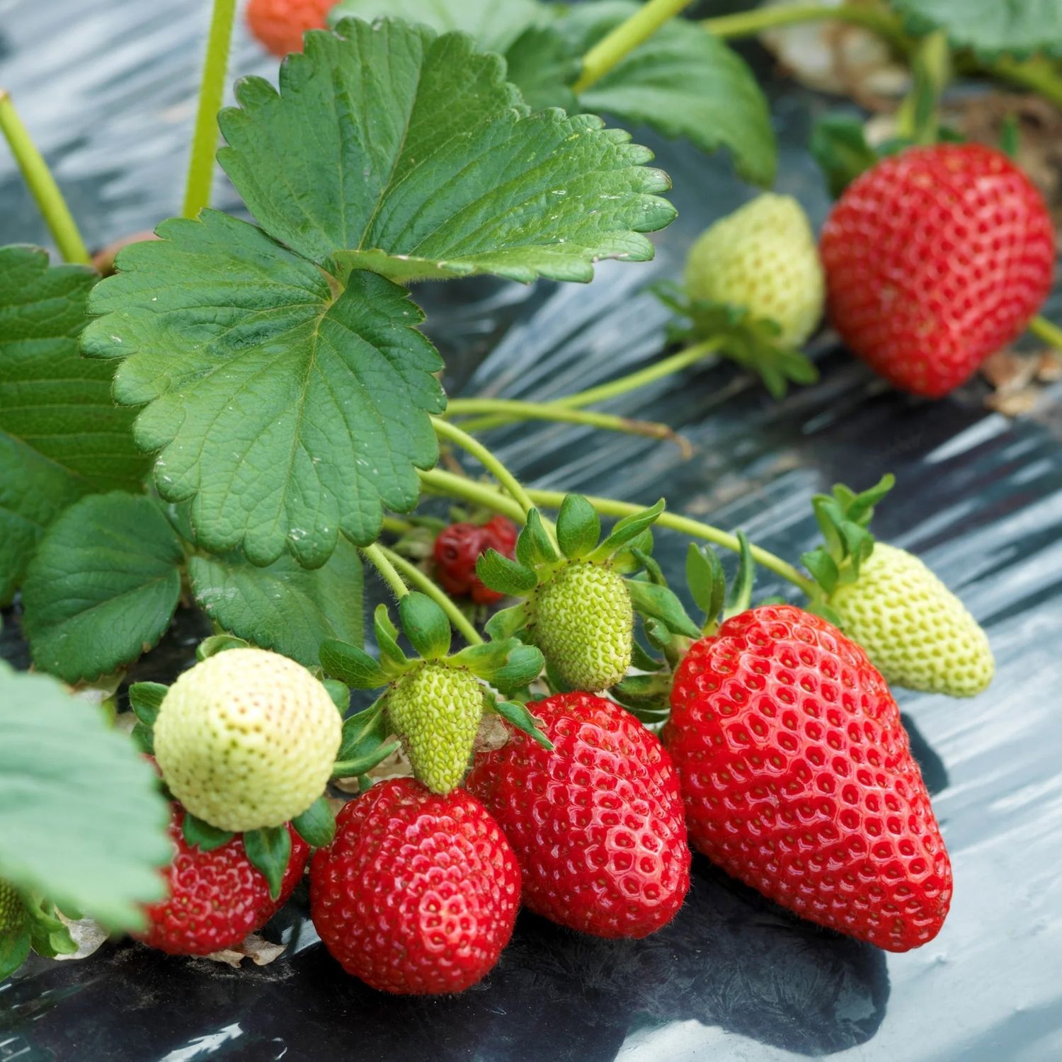 Strawberry &#39;Albion Everbearing&#39; 1 gal