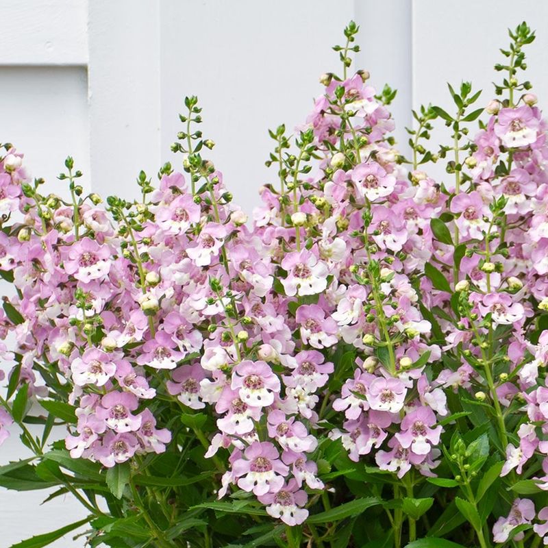 Angelonia &#39;Bicolour Pink&#39; - 1 g