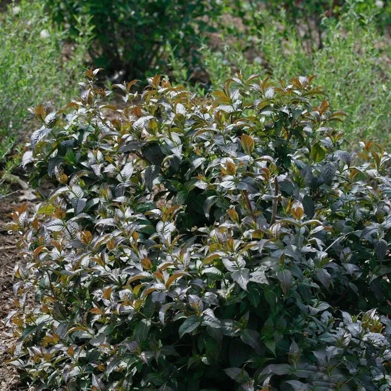 Diervella &#39;Kodiak Black&#39; Honeysuckle 2 gal PW