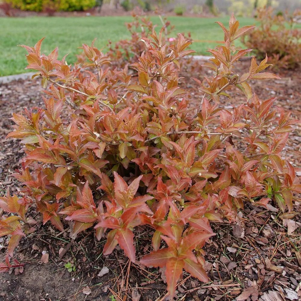 Diervilla &#39;Kodiak Red&#39; Honeysuckle 3 gal PW