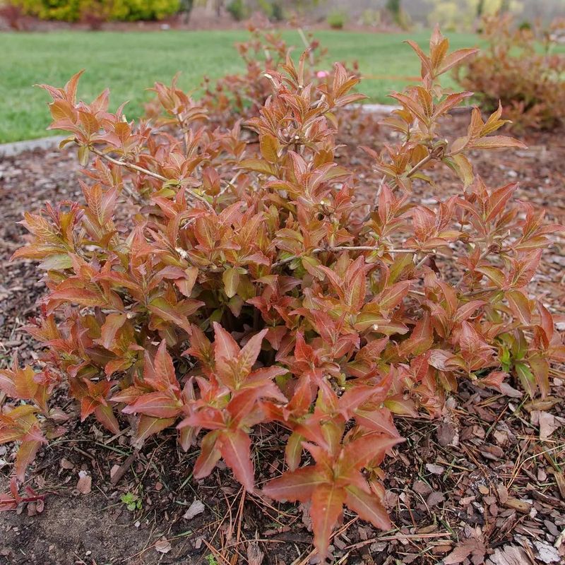 Diervilla &#39;Kodiak Red&#39; Honeysuckle 3 gal PW