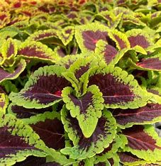 Coleus Main Street - Alligator Alley 1 gal