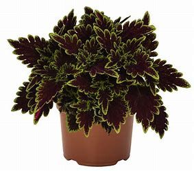 Coleus Main Street - Bourbon Street 1 gal