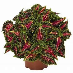 Coleus Main Street - La Rambla 1 gal