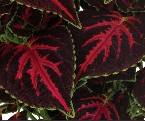 Coleus Main Street 'Orchard Road' 1 gal