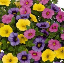 Million Bells Triple Mix - Hawaiian Colour Clash 1 gal