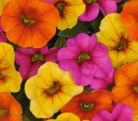 Million Bells Triple Mix - Hawaiian Kalani 1 gal