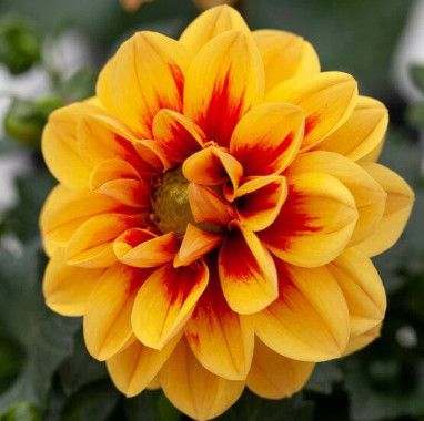 Dahlia - Golden Eye 1 gal