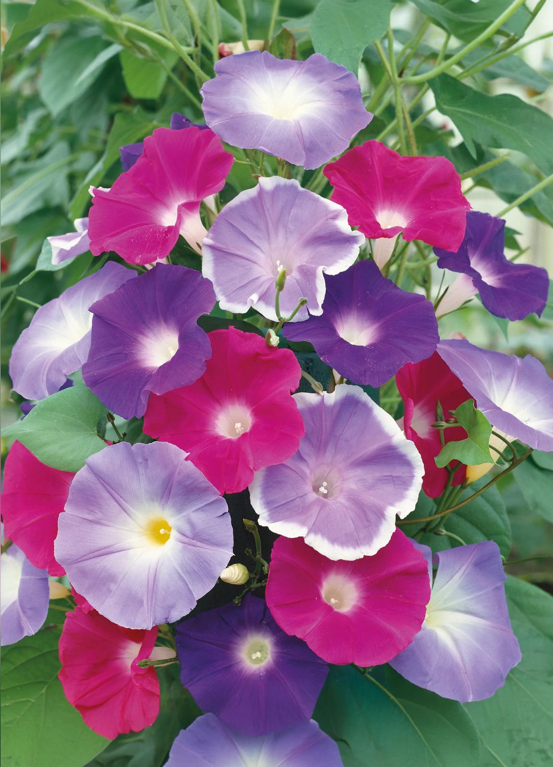 Morning Glory Mix 4&quot;