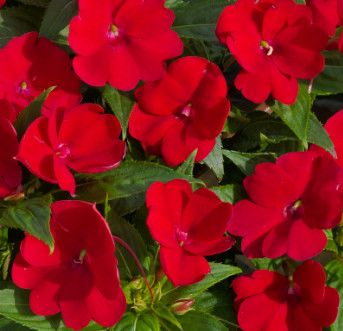 Sunpatiens Red 1 gal