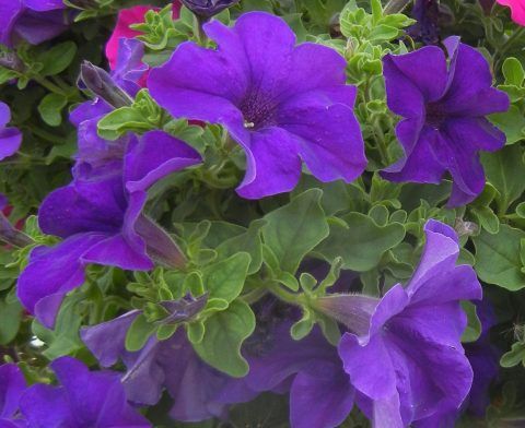 Petunia 4&quot; - Surfina Giant Blue