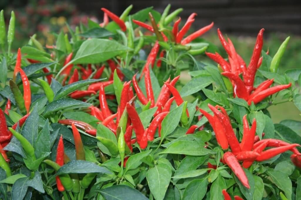 Hot Pepper Super Chili 4&quot; (medium-hot)