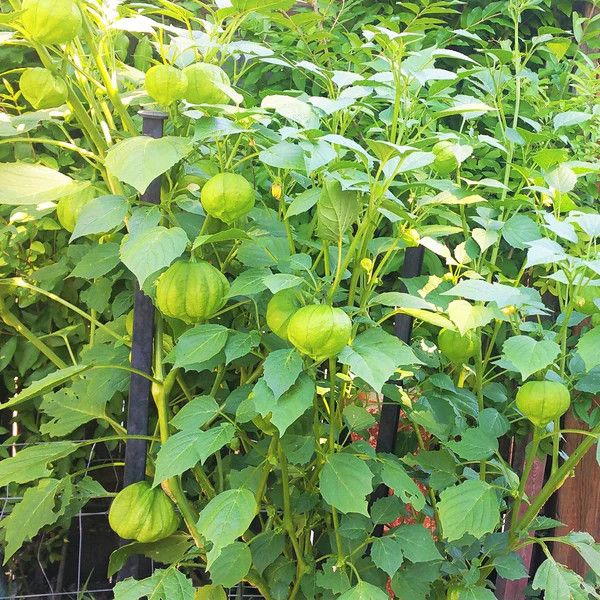 Tomatillo 4&quot;