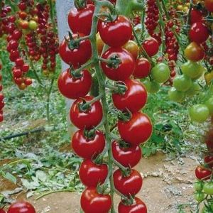 Tomato &#39;Rapunzel&#39; 10&quot; HB