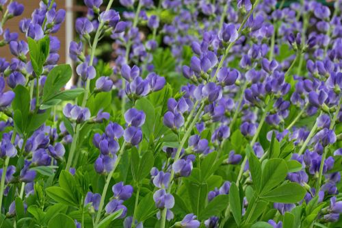 False Indigo &#39;Baptisia Australis&#39; Blue, Size: 4&quot;