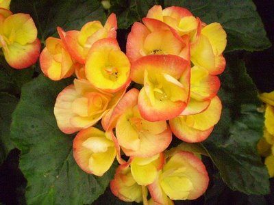 Begonia - Rieger 4&quot; Pink and Yellow