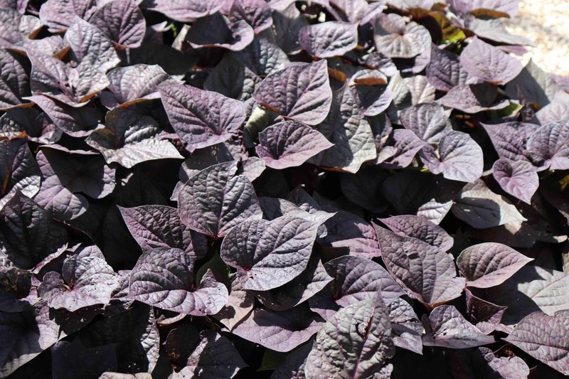 Ipomoea &#39;FloraMia Cameo&#39; Sweet Potato Vine 1 gal